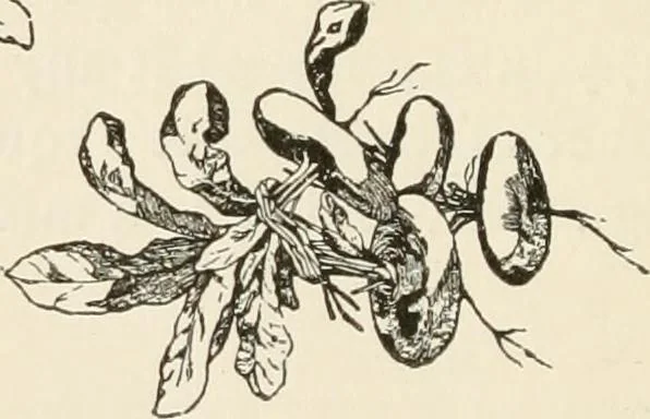 An illustration from How to amuse yourself and others. The American girl's handy book, 1887, leaf 163