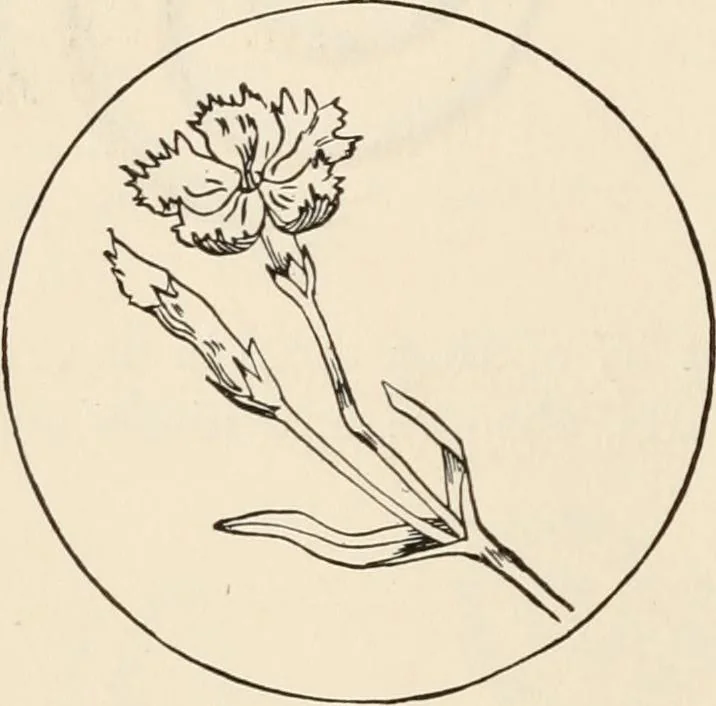 An illustration from How to amuse yourself and others. The American girl's handy book, 1887, leaf 167