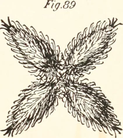 An illustration from How to amuse yourself and others. The American girl's handy book, 1887, leaf 168