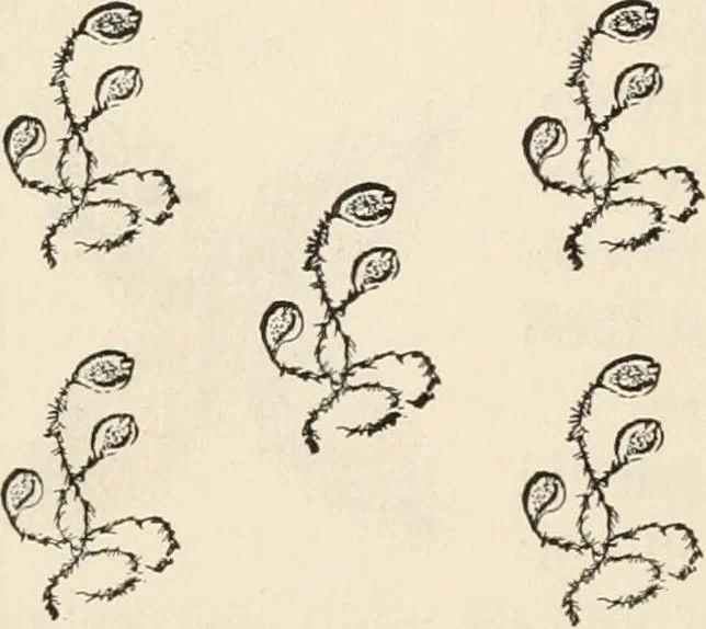 An illustration from How to amuse yourself and others. The American girl's handy book, 1887, leaf 169