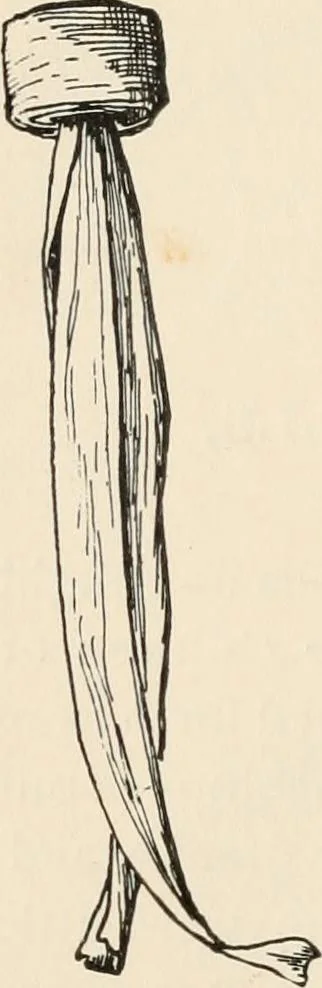An illustration from How to amuse yourself and others. The American girl's handy book, 1887, leaf 191