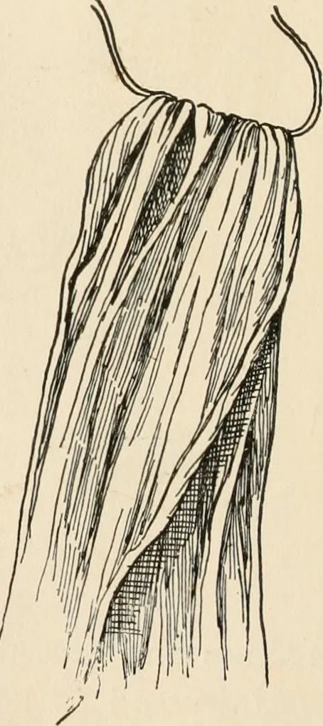 An illustration from How to amuse yourself and others. The American girl's handy book, 1887, leaf 191