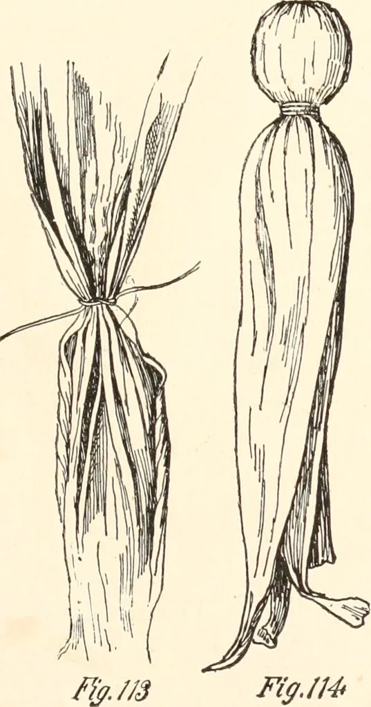 An illustration from How to amuse yourself and others. The American girl's handy book, 1887, leaf 192