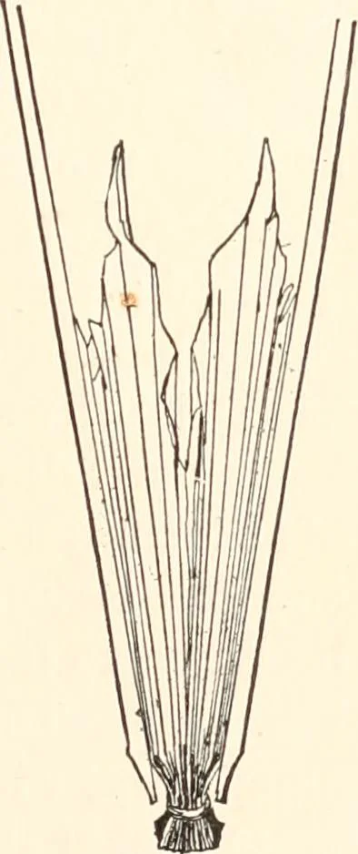 An illustration from How to amuse yourself and others. The American girl's handy book, 1887, leaf 200