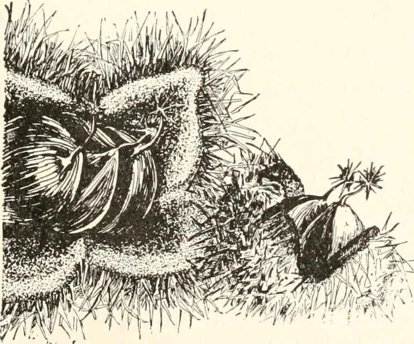 An illustration from How to amuse yourself and others. The American girl's handy book, 1887, leaf 240