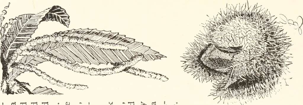 An illustration from How to amuse yourself and others. The American girl's handy book, 1887, leaf 240
