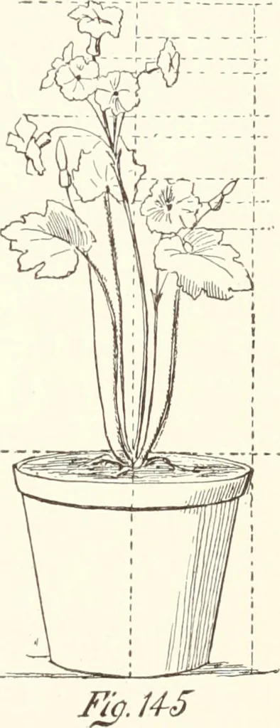 An illustration from How to amuse yourself and others. The American girl's handy book, 1887, leaf 254