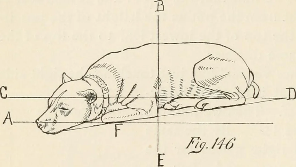 An illustration from How to amuse yourself and others. The American girl's handy book, 1887, leaf 255