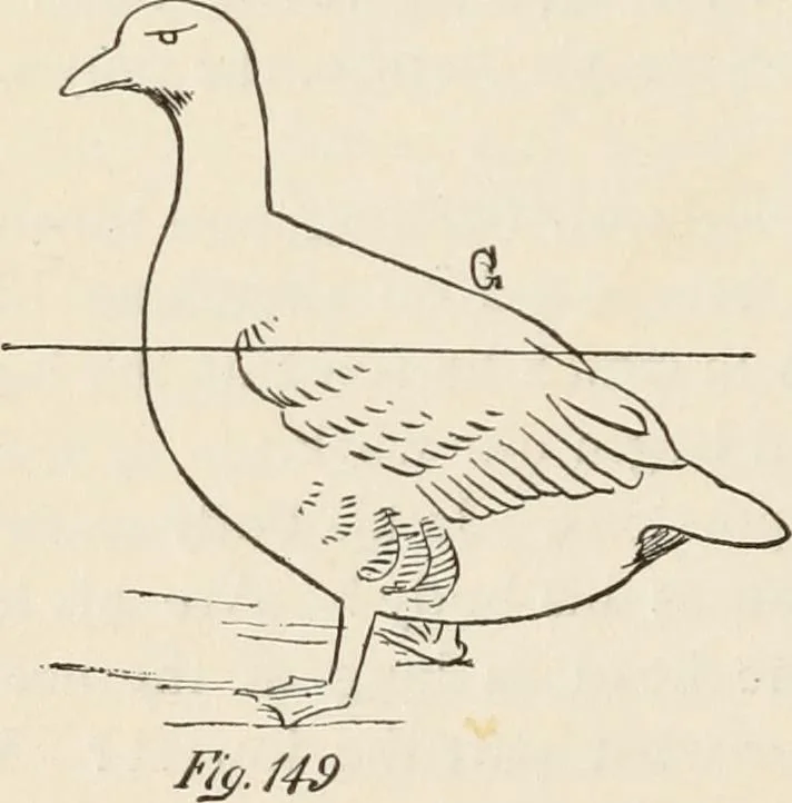 An illustration from How to amuse yourself and others. The American girl's handy book, 1887, leaf 257
