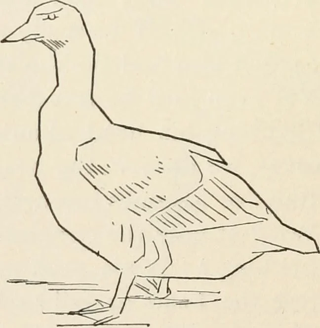 An illustration from How to amuse yourself and others. The American girl's handy book, 1887, leaf 257