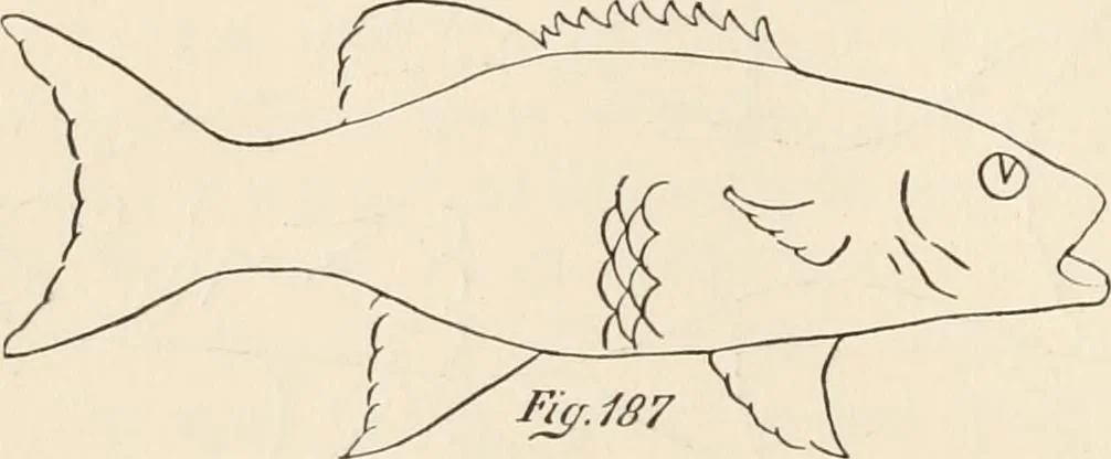 An illustration from How to amuse yourself and others. The American girl's handy book, 1887, leaf 309