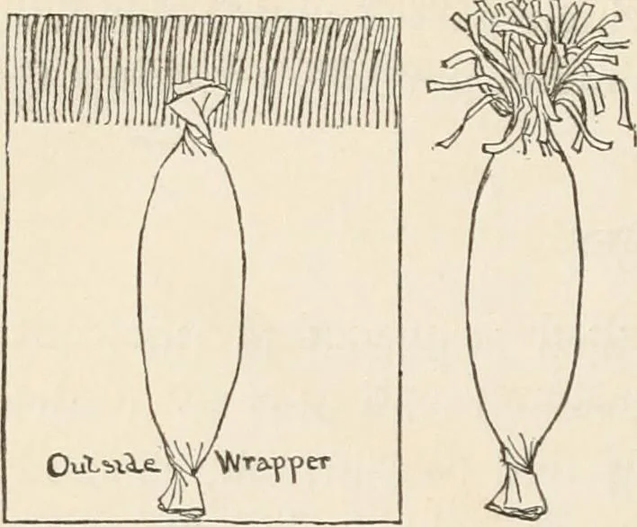 An illustration from How to amuse yourself and others. The American girl's handy book, 1887, leaf 329