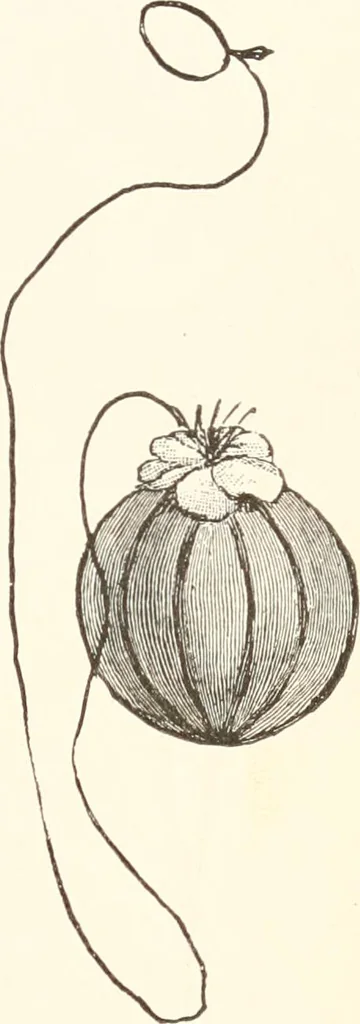 An illustration from How to amuse yourself and others. The American girl's handy book, 1887, leaf 348