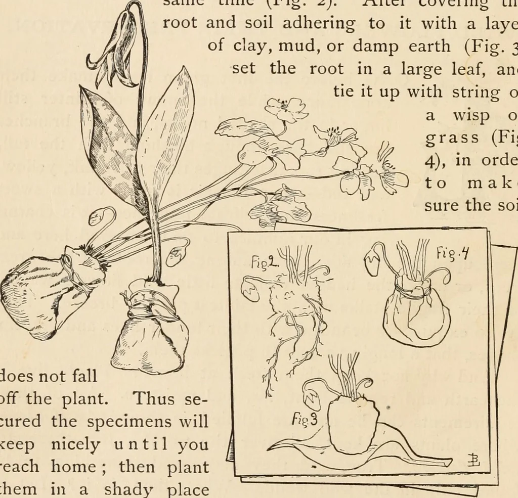 An illustration from How to amuse yourself and others. The American girl's handy book, 1887, leaf 35