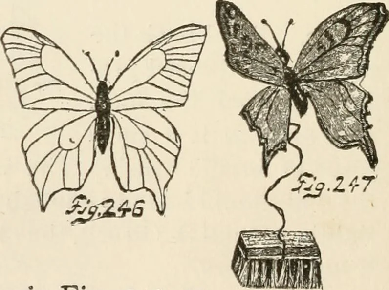 An illustration from How to amuse yourself and others. The American girl's handy book, 1887, leaf 353
