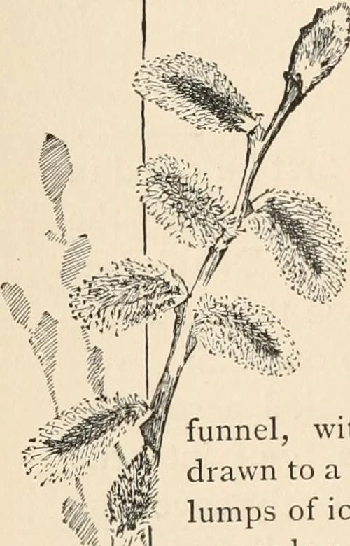An illustration from How to amuse yourself and others. The American girl's handy book, 1887, leaf 43