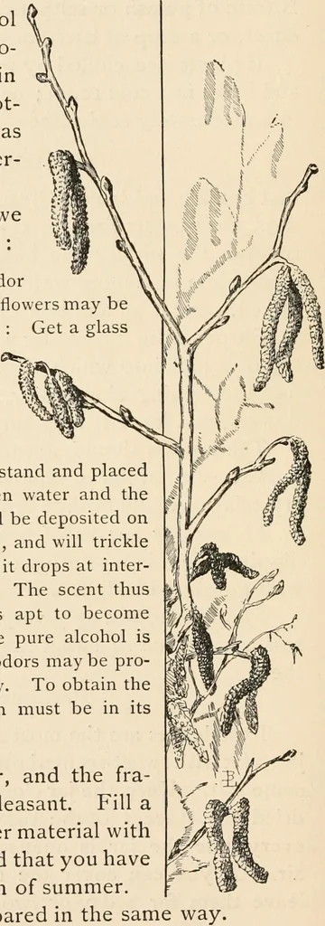 An illustration from How to amuse yourself and others. The American girl's handy book, 1887, leaf 43