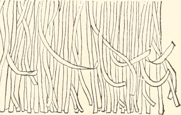 An illustration from How to amuse yourself and others. The American girl's handy book, 1887, leaf 438