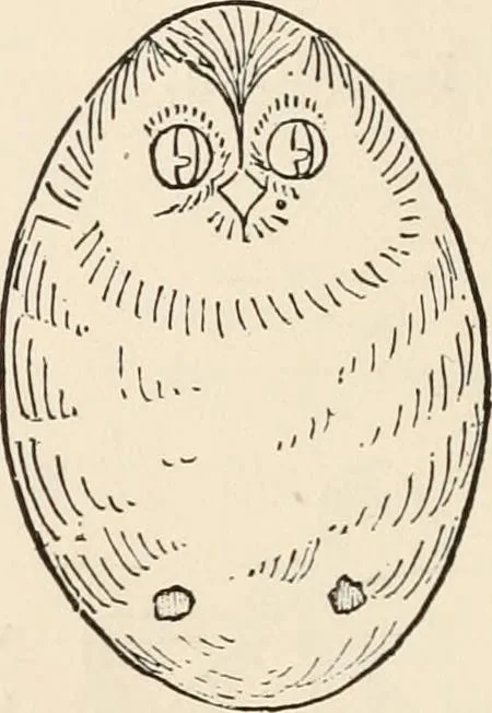 An illustration from How to amuse yourself and others. The American girl's handy book, 1887, leaf 69