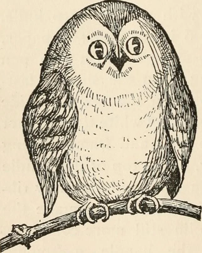 An illustration from How to amuse yourself and others. The American girl's handy book, 1887, leaf 69