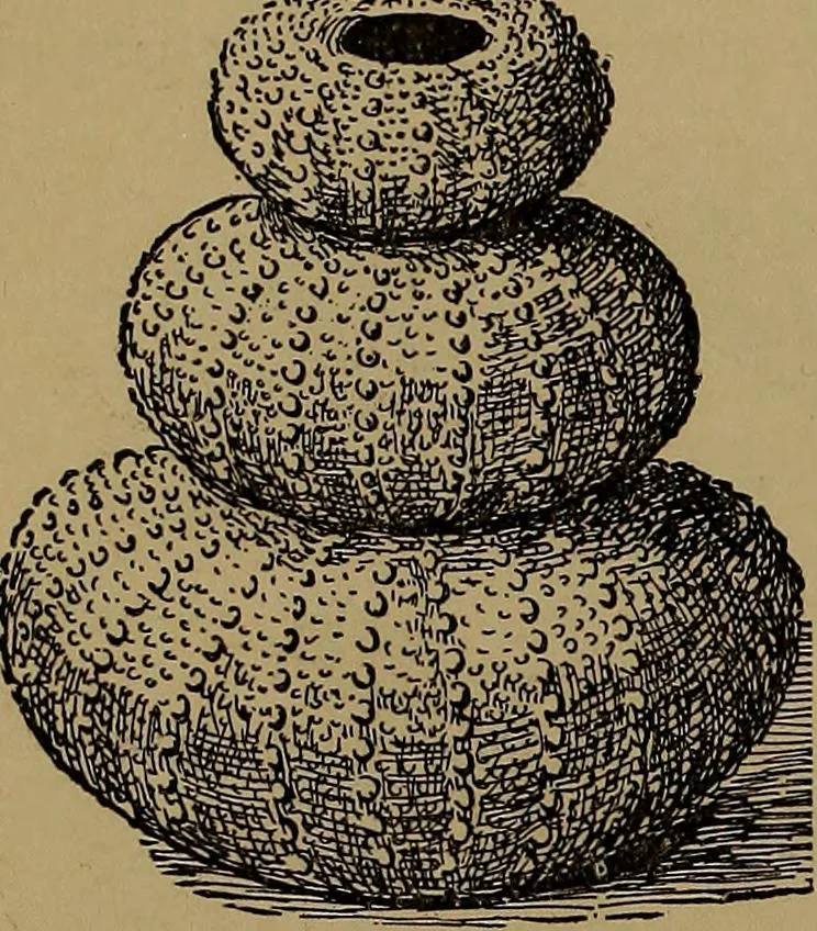 An illustration from How to amuse yourself and others : the American girl's handy book, 1887, leaf 119
