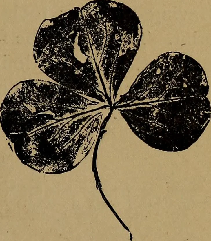 An illustration from How to amuse yourself and others : the American girl's handy book, 1887, leaf 142