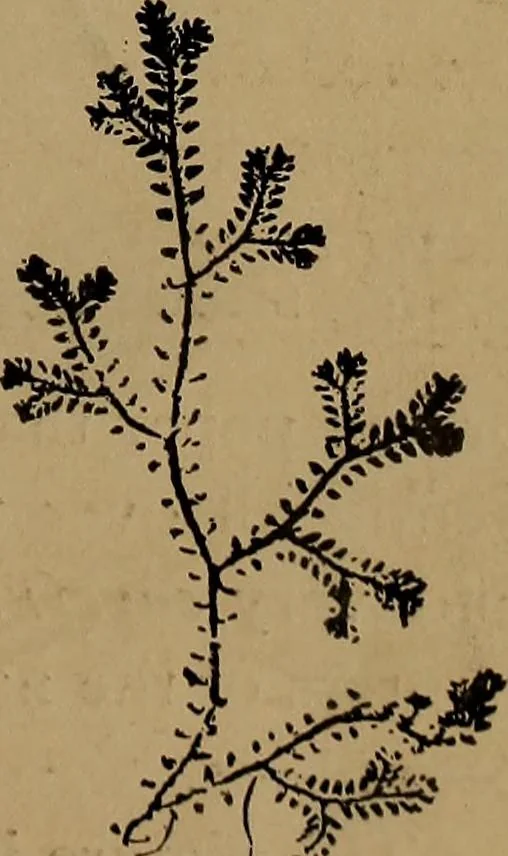 An illustration from How to amuse yourself and others : the American girl's handy book, 1887, leaf 142