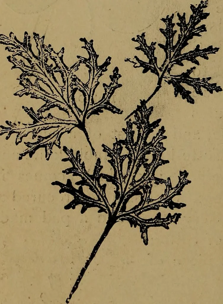 An illustration from How to amuse yourself and others : the American girl's handy book, 1887, leaf 143