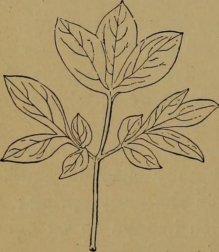An illustration from How to amuse yourself and others : the American girl's handy book, 1887, leaf 157