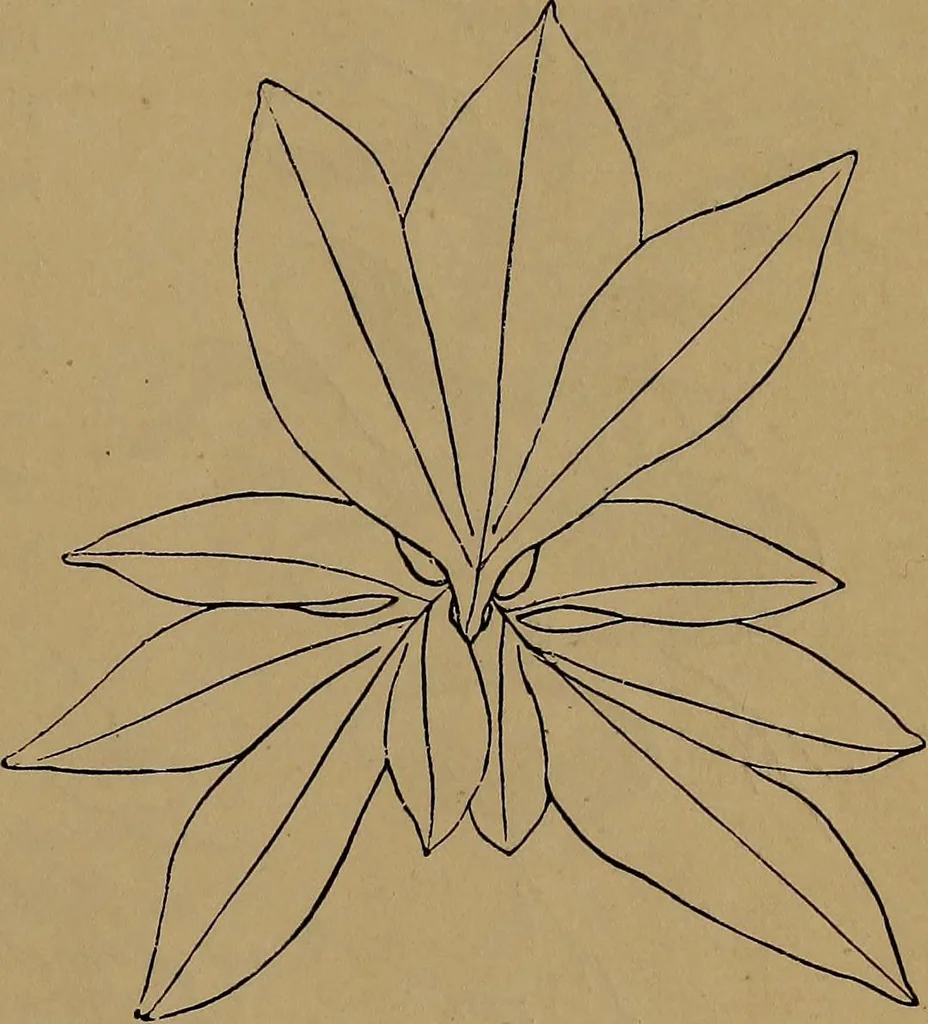 An illustration from How to amuse yourself and others : the American girl's handy book, 1887, leaf 158