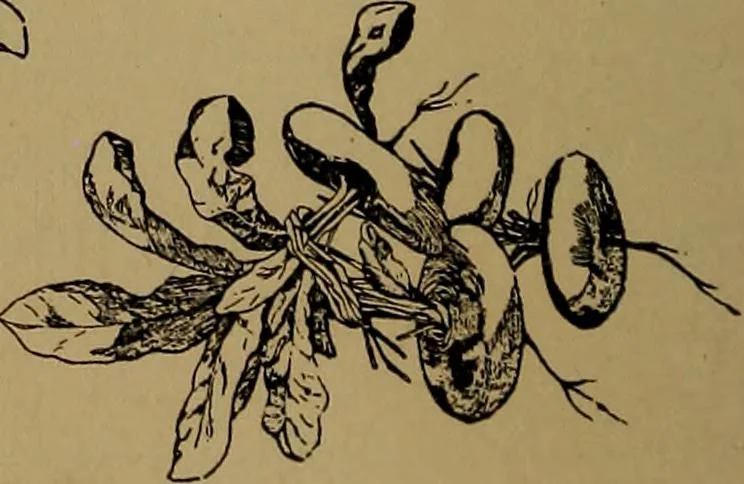 An illustration from How to amuse yourself and others : the American girl's handy book, 1887, leaf 159