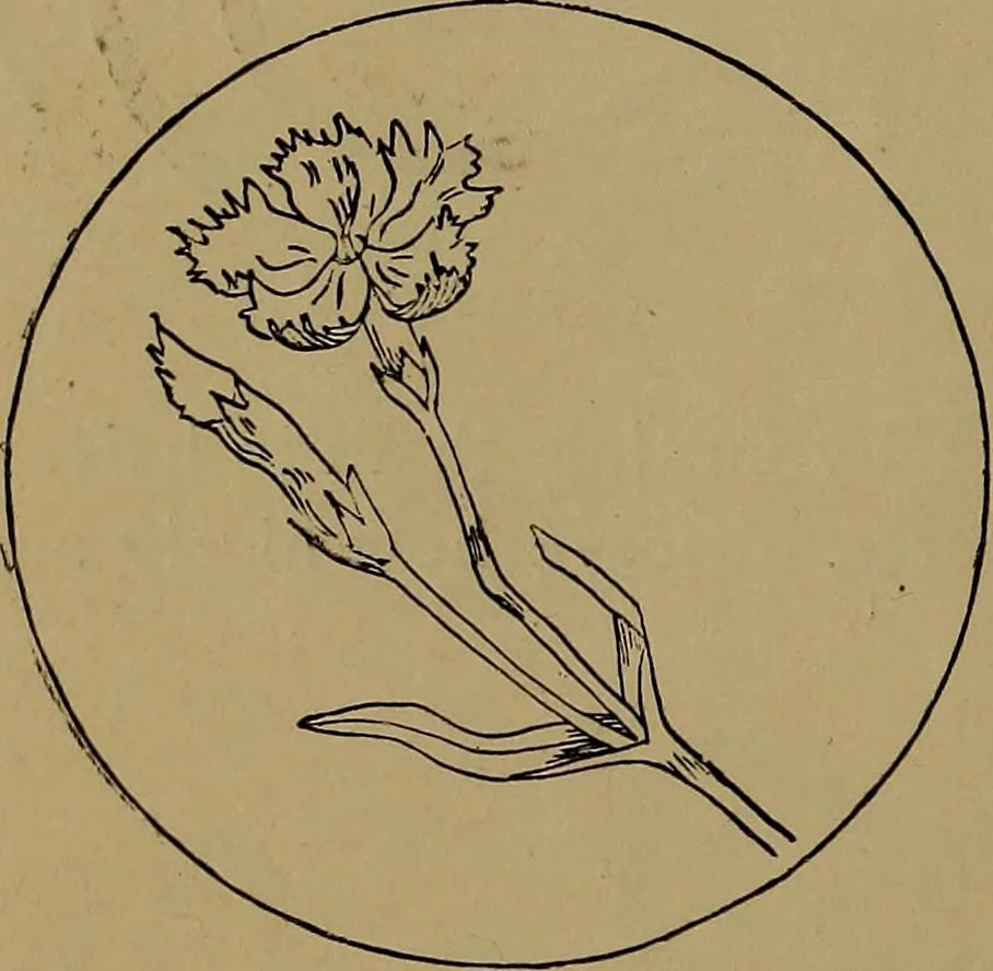 An illustration from How to amuse yourself and others : the American girl's handy book, 1887, leaf 163