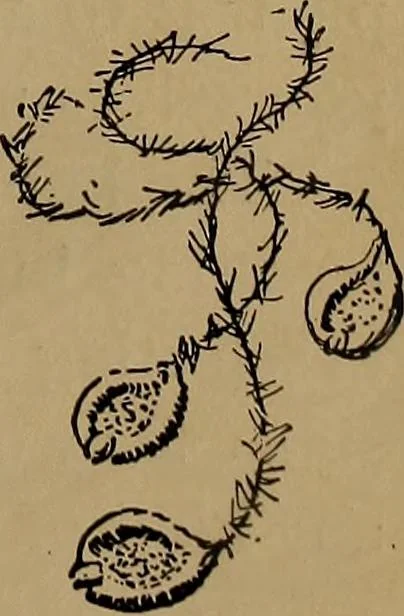 An illustration from How to amuse yourself and others : the American girl's handy book, 1887, leaf 164