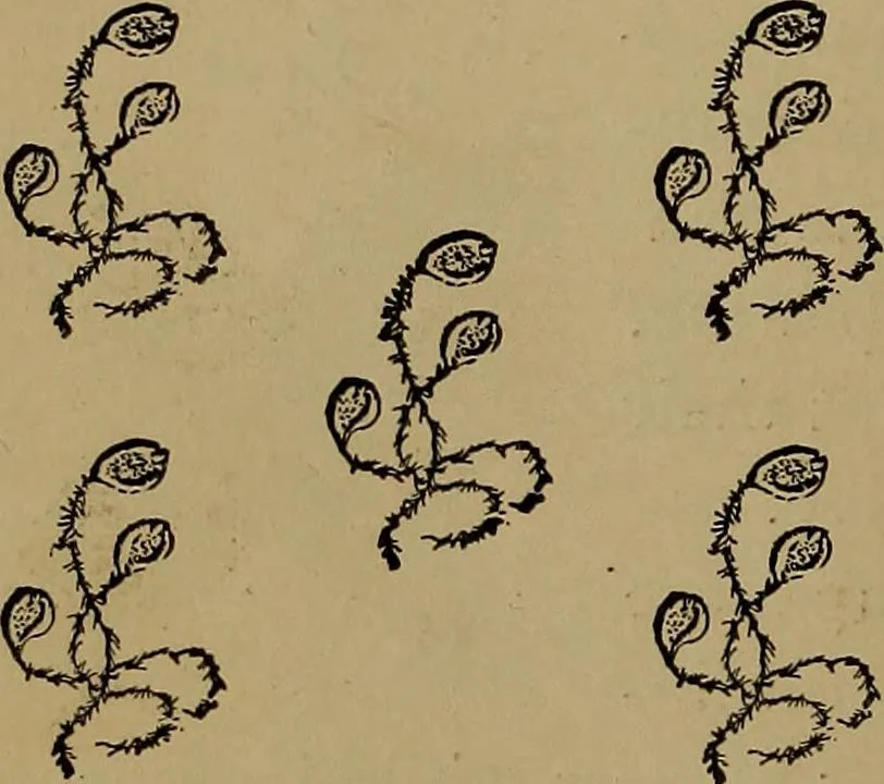 An illustration from How to amuse yourself and others : the American girl's handy book, 1887, leaf 165