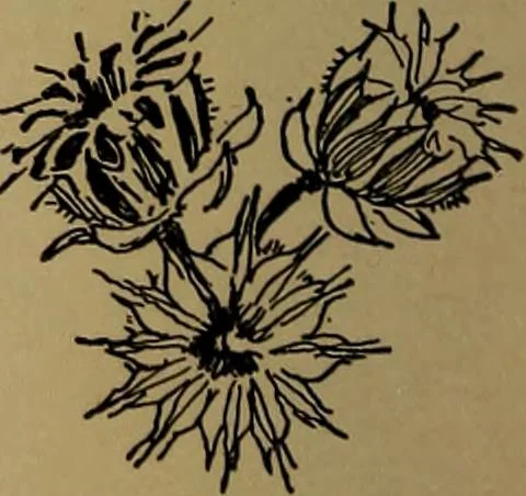 An illustration from How to amuse yourself and others : the American girl's handy book, 1887, leaf 165