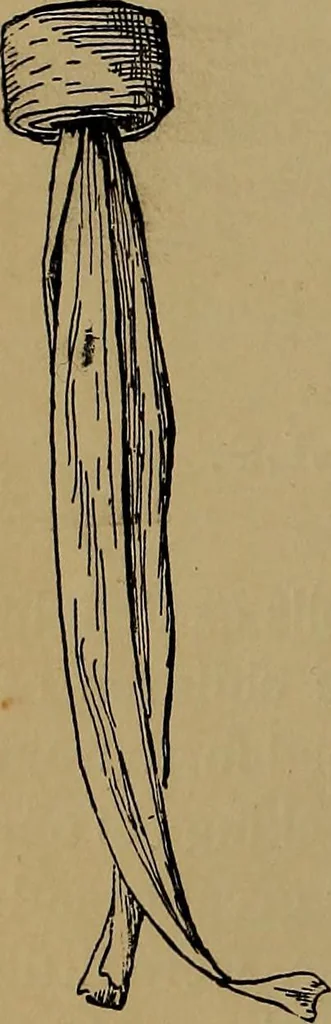 An illustration from How to amuse yourself and others : the American girl's handy book, 1887, leaf 187
