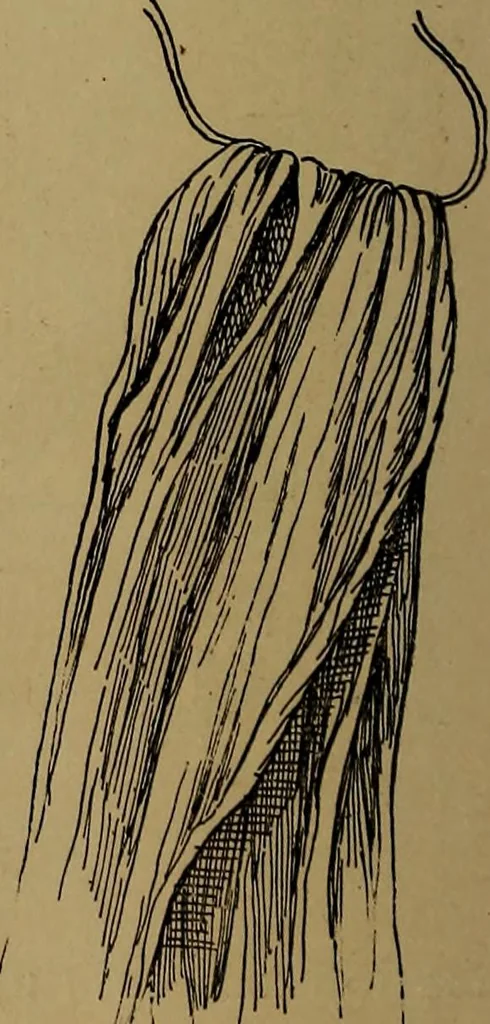 An illustration from How to amuse yourself and others : the American girl's handy book, 1887, leaf 187