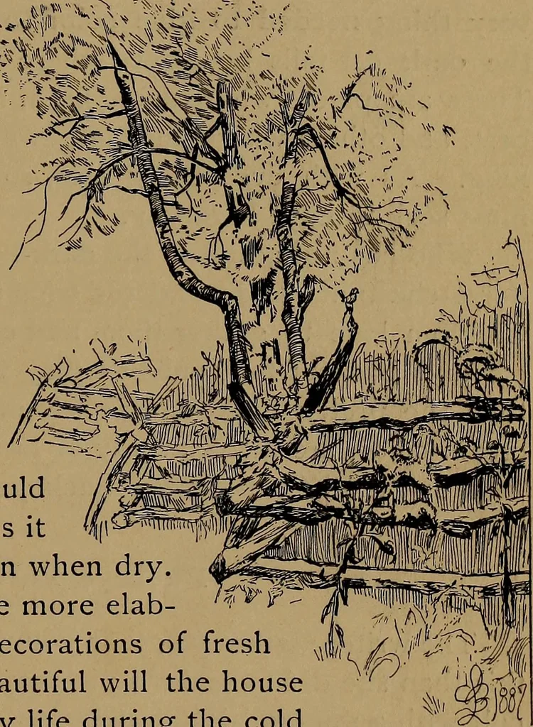 An illustration from How to amuse yourself and others : the American girl's handy book, 1887, leaf 220