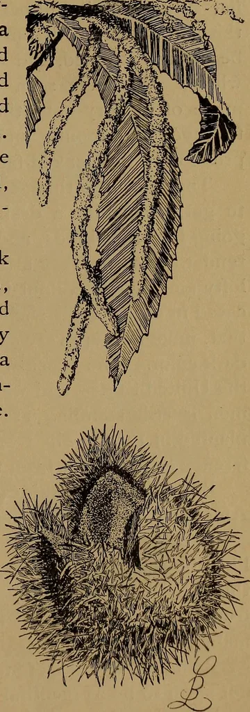 An illustration from How to amuse yourself and others : the American girl's handy book, 1887, leaf 236