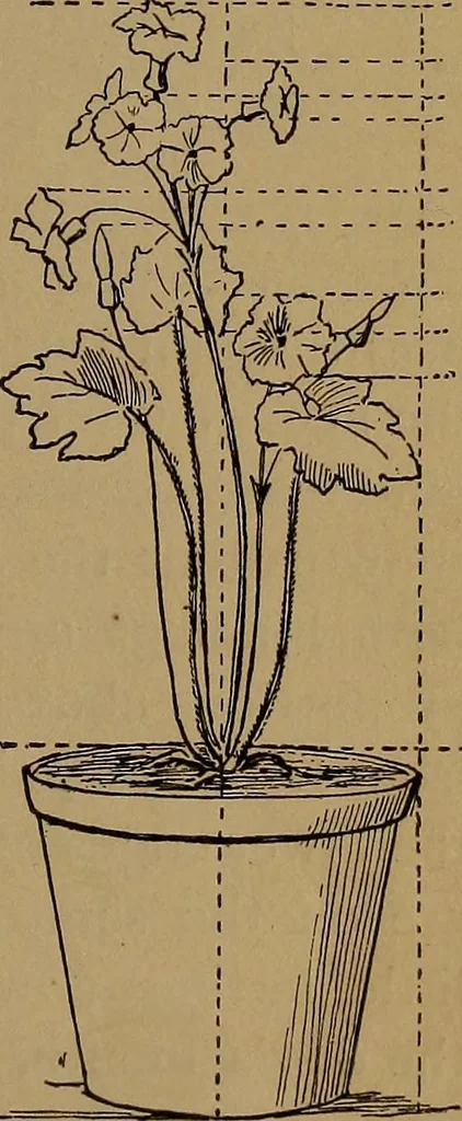 An illustration from How to amuse yourself and others : the American girl's handy book, 1887, leaf 250
