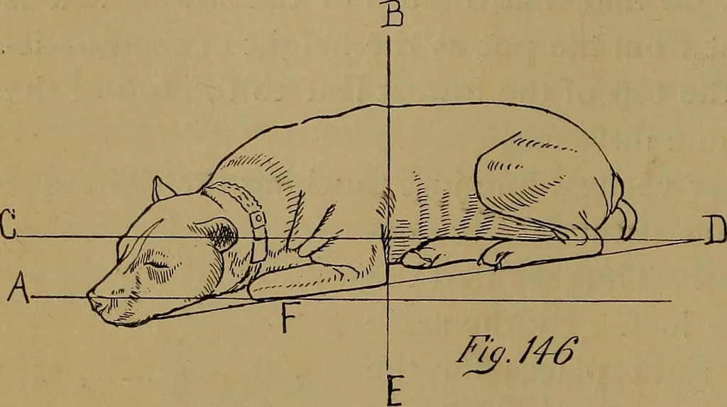 An illustration from How to amuse yourself and others : the American girl's handy book, 1887, leaf 251