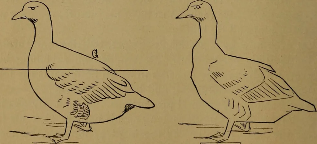 An illustration from How to amuse yourself and others : the American girl's handy book, 1887, leaf 253