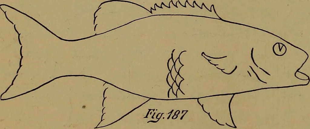 An illustration from How to amuse yourself and others : the American girl's handy book, 1887, leaf 305