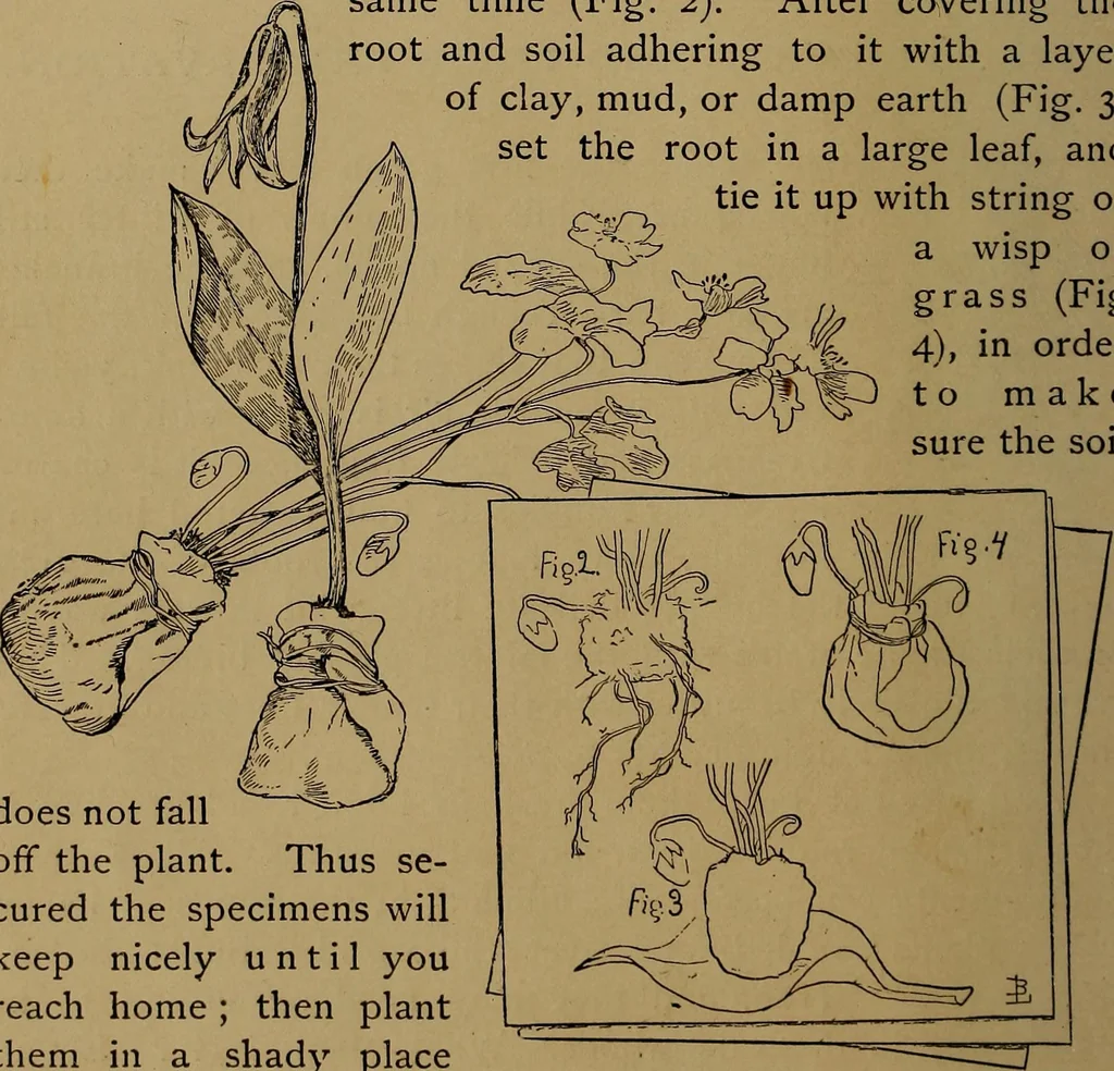An illustration from How to amuse yourself and others : the American girl's handy book, 1887, leaf 31
