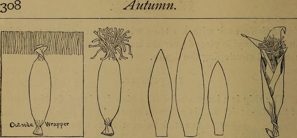 An illustration from How to amuse yourself and others : the American girl's handy book, 1887, leaf 325