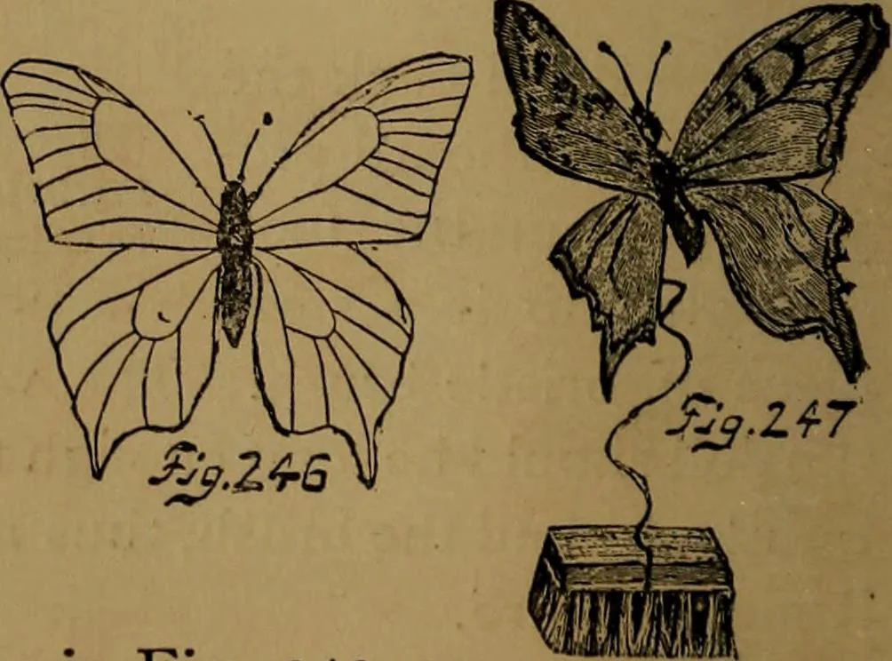 An illustration from How to amuse yourself and others : the American girl's handy book, 1887, leaf 349