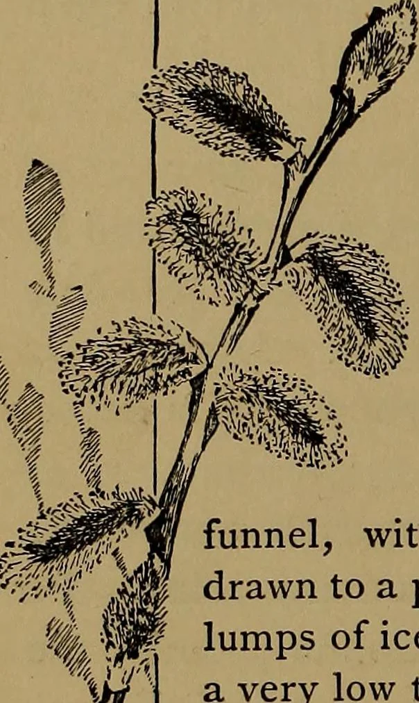 An illustration from How to amuse yourself and others : the American girl's handy book, 1887, leaf 39