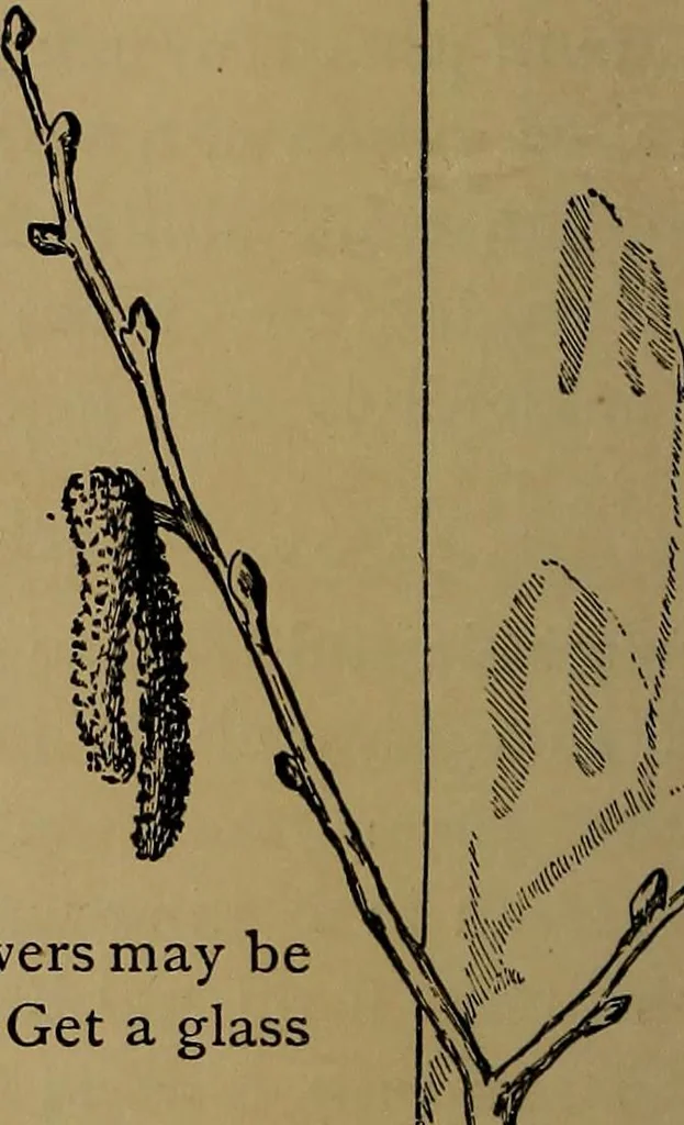 An illustration from How to amuse yourself and others : the American girl's handy book, 1887, leaf 39