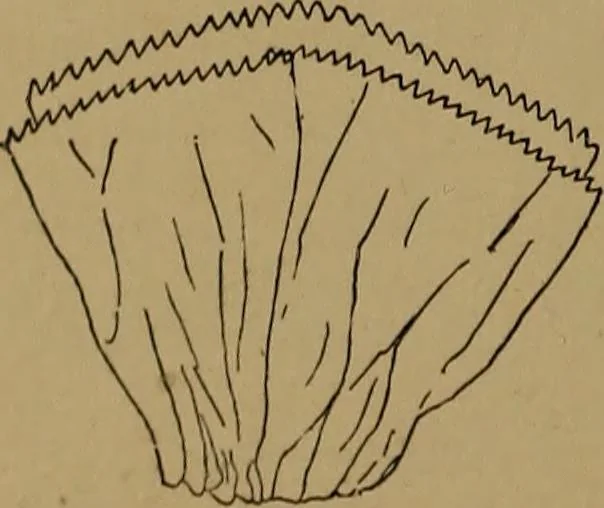 An illustration from How to amuse yourself and others : the American girl's handy book, 1887, leaf 435