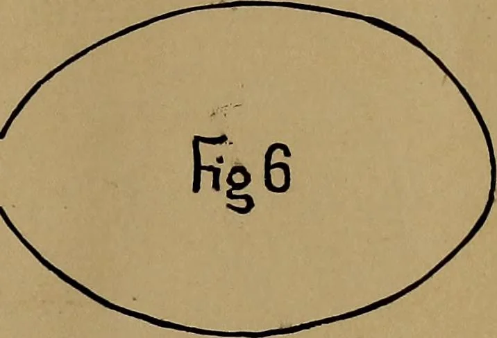 An illustration from How to amuse yourself and others : the American girl's handy book, 1887, leaf 64